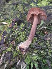 Auriscalpium umbella