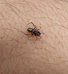 Steatoda ancorata