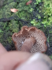 Auriscalpium umbella