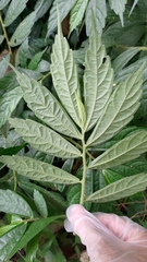 Elatostema lineolatum