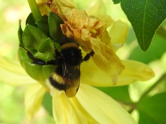 Bombus