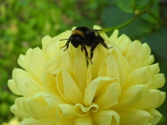 Bombus