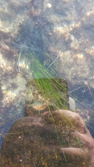 Phyllospadix torreyi