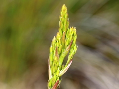 Eulophia tristis