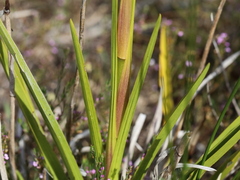 Eulophia tristis