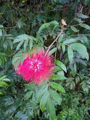 Calliandra haematocephala
