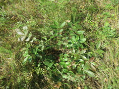 Potentilla fragarioides