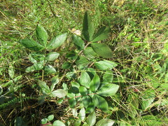 Potentilla fragarioides