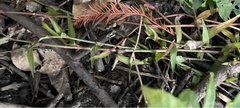 Murdannia keisak