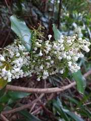 Parameria laevigata