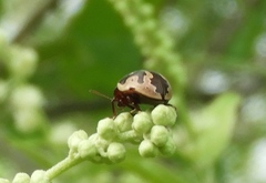 Calligrapha ancoralis