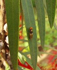 Microchrysa