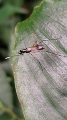 Taeniapterinae
