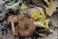 Lactarius serifluus