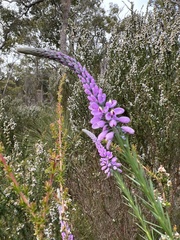 Comesperma