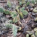 Opuntia × debreczyi - Photo no hay derechos reservados, uploaded by Rod
