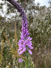 Comesperma