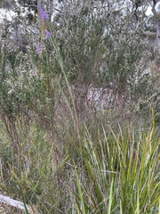 Comesperma