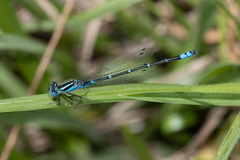 Austroagrion watsoni