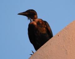 Sinaloa Crow photo 4