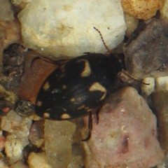 Clarkhydrus corvinus