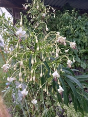 Clerodendrum indicum