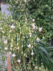 Clerodendrum indicum