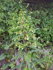 Clerodendrum indicum