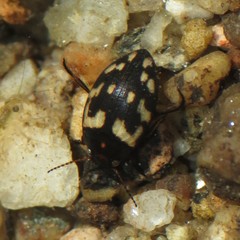 Clarkhydrus corvinus