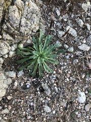 Plantago coronopus