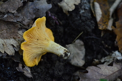 Cantharellus pallens