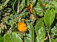 Pultenaea maritima