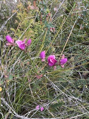 Boronia spathulata