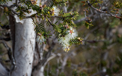 Melaleuca cuticularis