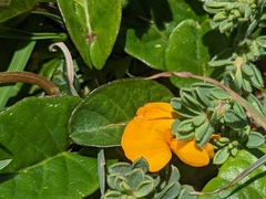 Pultenaea maritima