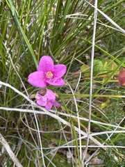 Boronia spathulata