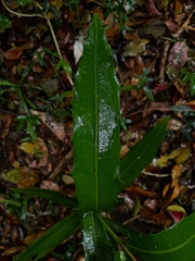 Wilkiea macrophylla