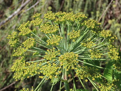 Notobubon galbanum