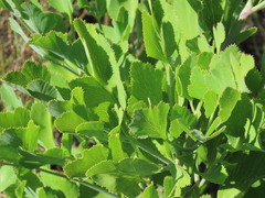 Notobubon galbanum