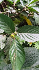 Ficus benguetensis