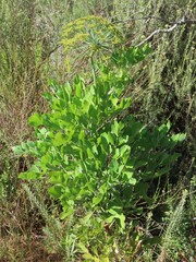 Notobubon galbanum