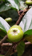 Ficus benguetensis
