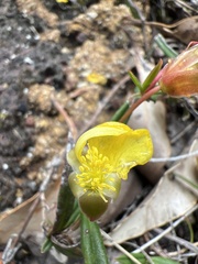 Hibbertia cunninghamii