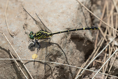 Austrogomphus ochraceus
