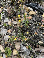 Hibbertia cunninghamii