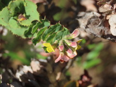 Aspalathus perfoliata
