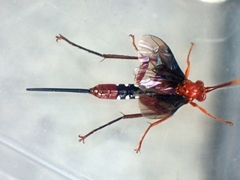 Lissopimpla excelsa