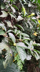 Ficus benguetensis