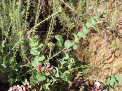 Aspalathus perfoliata