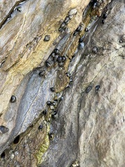 Littorininae